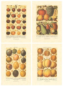 Serie di 4 stampe: Frutta - cm 25x35